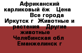 Африканский карликовый ёж › Цена ­ 6 000 - Все города, Иркутск г. Животные и растения » Другие животные   . Челябинская обл.,Еманжелинск г.